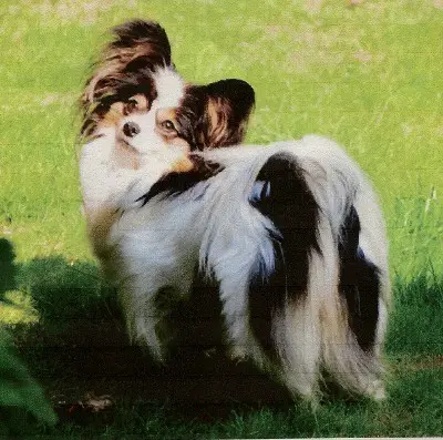 Farleysbane Fly High