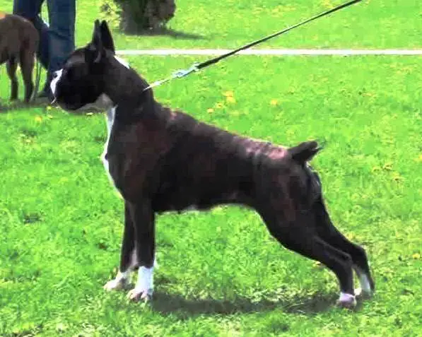 RJCH/RCH/HCH Lara vom kaiserfelsen