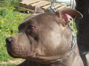aramis blue boy du chant de hienda