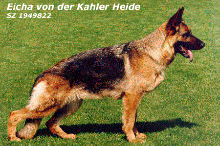 Eicha von der Kahler Heide