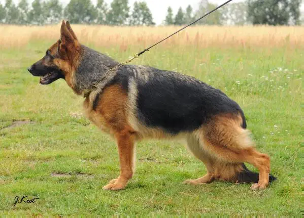 V CH PL Brawos Bis Jilly