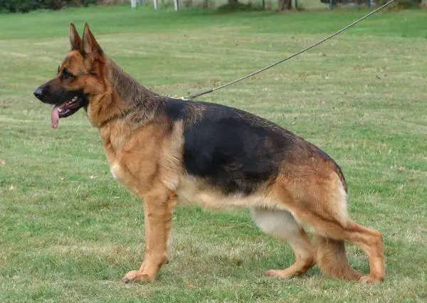 V Inga vom Schwedenring