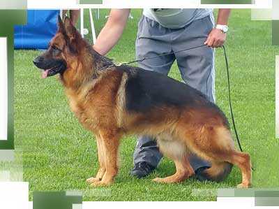 VA (SWE, CHE, CAN) Pacino I del Barranquet