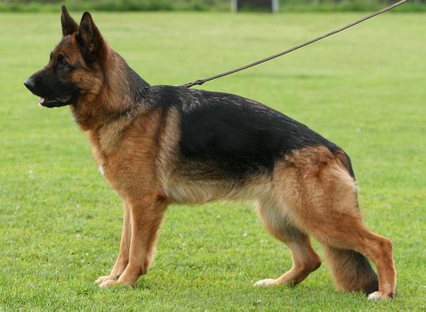 Sari vom Zellergrund