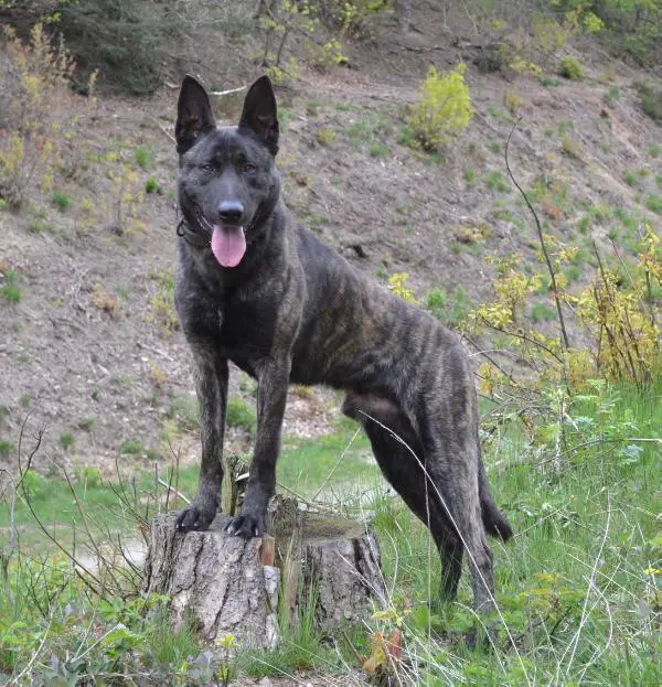 Nick (Dhr. G.J.H. Rutten, Malden)