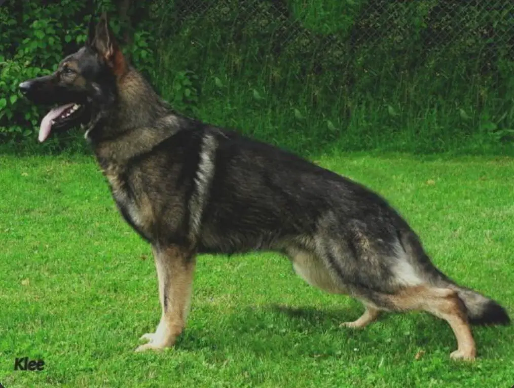 SG Basco vom wilden Klee