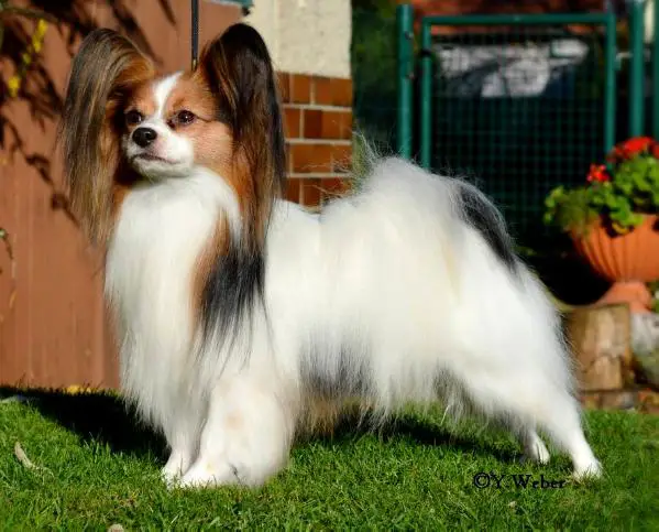 Willow vom Schwabenhof