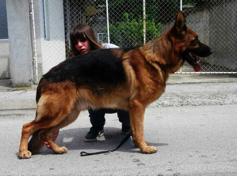 Bak od Stojkovica