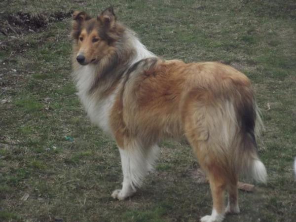 Astromelias Olinda Fee