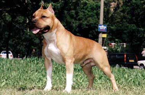 INT, MULTI CH BAKARORO END ITUBORI Velez