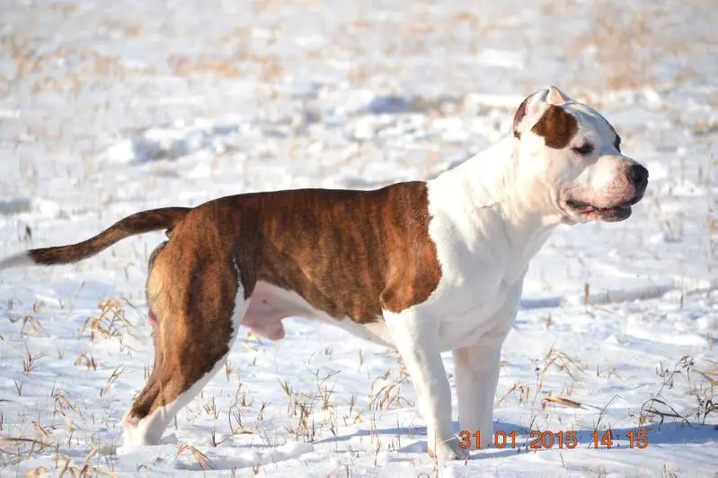 JCH.RUS,CHRUS,CH RKF Vyat Galena Komanche Soul