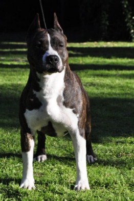 ARG.URU.BRA CH. D.M. Amstaff Rickson Gracie