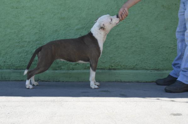 Dakota da Terra de Santa Cruz