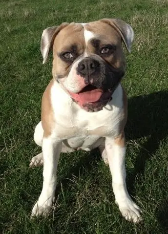 Nevabeta Secret Affair