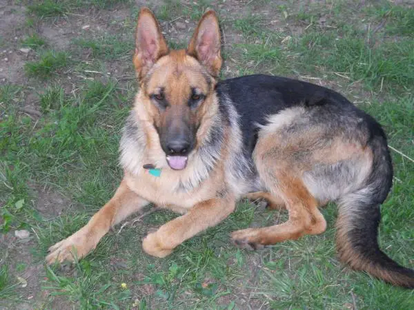 King's Baron Von Reissaus