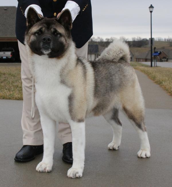 AKC CH Alchemist Gia Is Breath Taking Namika