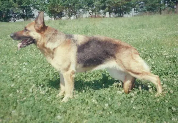 Olli vom schwarzen Modeneser