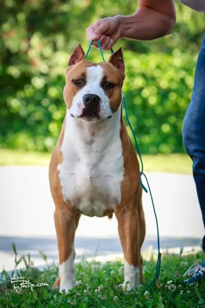 BIS BISS CH JC Ring Angels Imperator