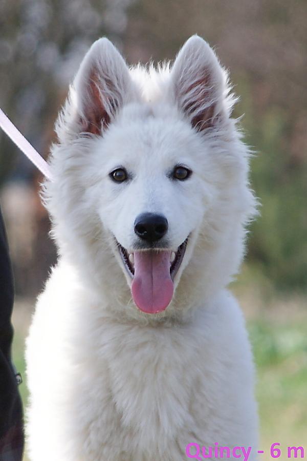 QUINCY la Blankpapilio