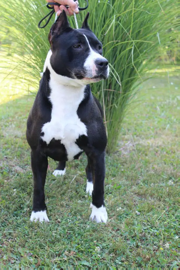 JCH.CH Just Do It Shining Field