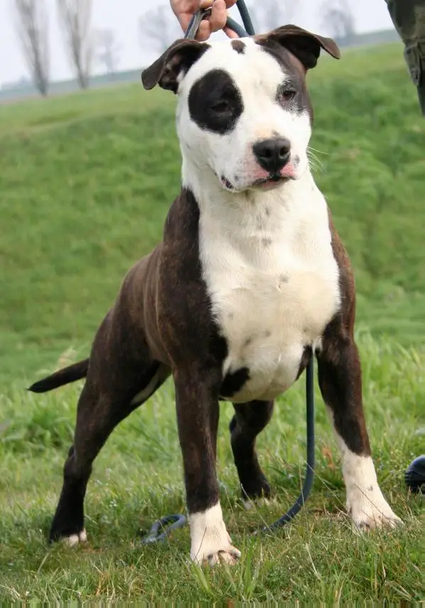 Moon Rock Landi's Joy of Living