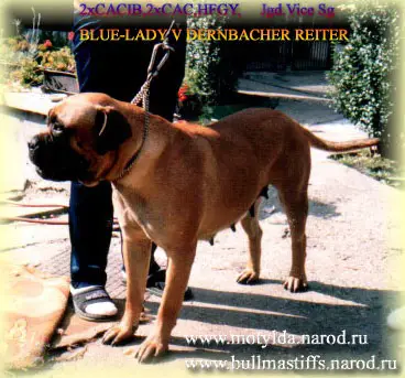 Blue-Lady V Dernbacher Reiter