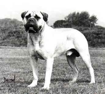 Copperfield Sampson