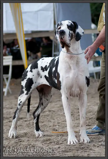 WORLD WINNER, INT CH Chilla del Castello Delle Rocche