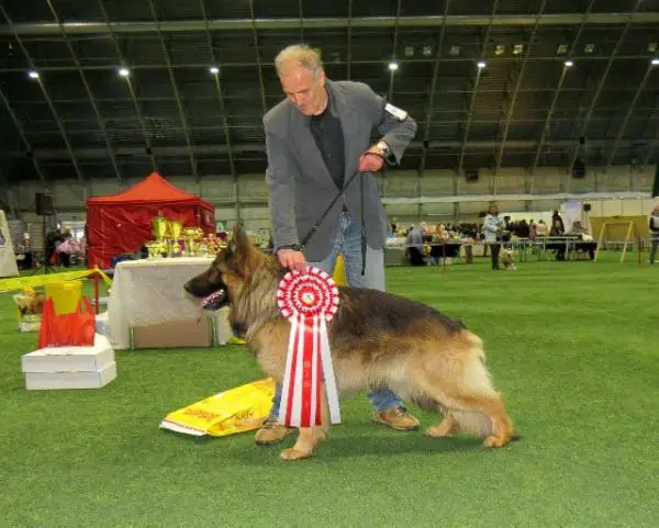 Boston von der Lindenberg