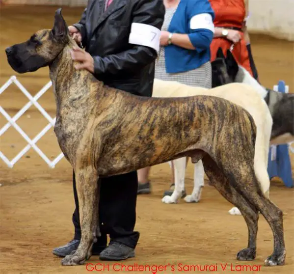 GCH Challenger's Samauri v Lamar