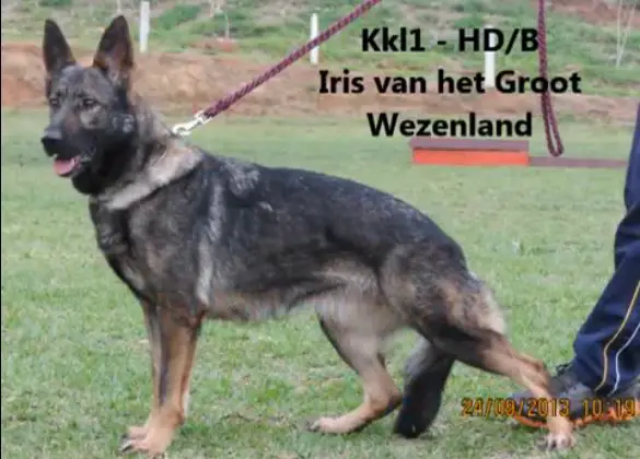 Iris v.h. Groot Wezenland