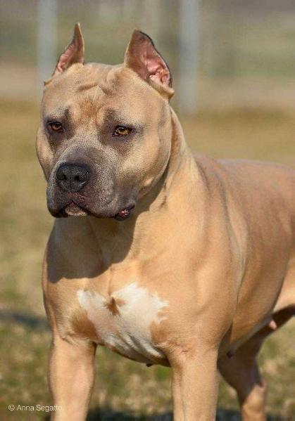 Contra Legem Strawberry Fields in June