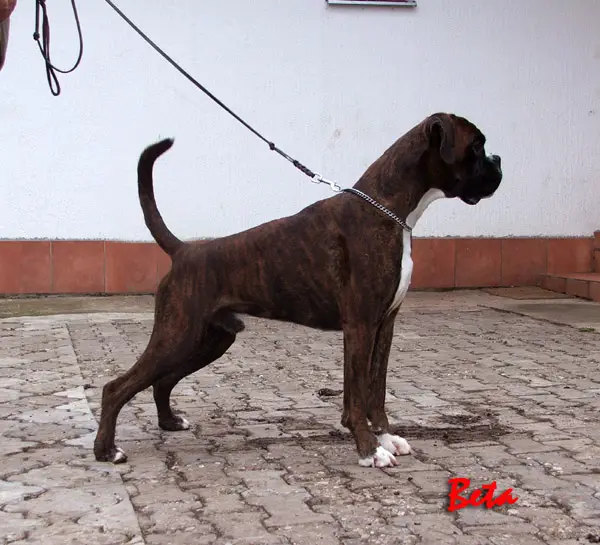 JCH. Elfo de la Brevenne