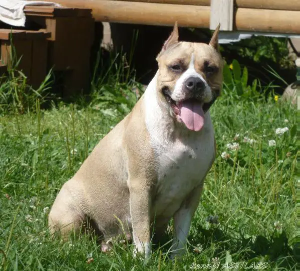 CAC, CH RFSS Astilars Fairy Tale