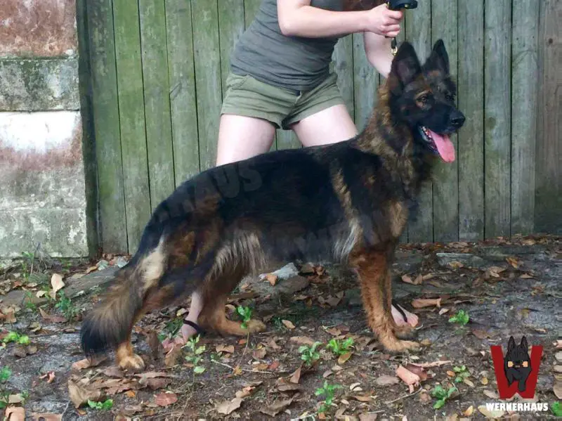 Flower Od Hradcanskeho Rybnika