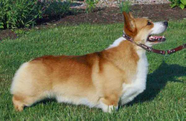 GCH Wendt Worth Clear The Way