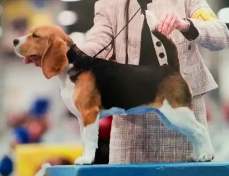 GCH Timberlost Meadow Crest's Tianna