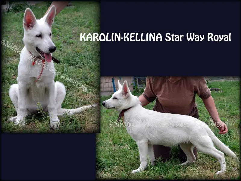 KAROLIN-KELLINA Star Way Royal