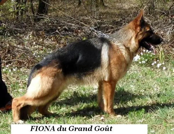 VA7 FR 2013 Fiona du Grand Gout
