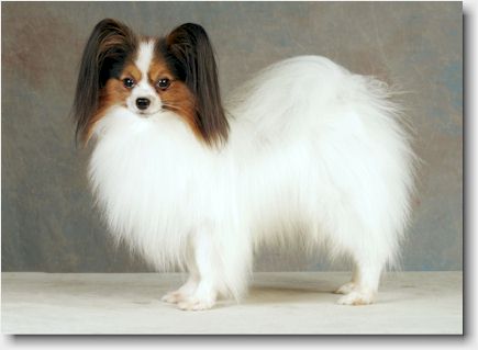 CH Blicci's U Are My Universe