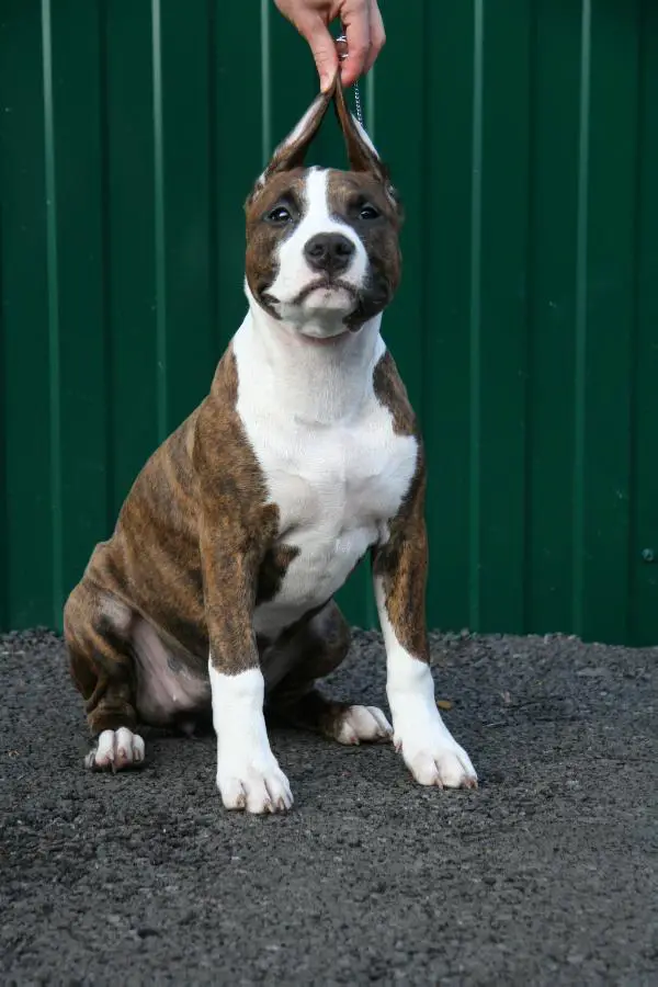 Kori Illa Endless Shine