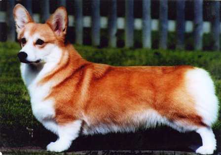 BISS US CH Llandians Love In The Mist