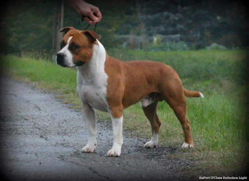 expertoclass enthelion Light