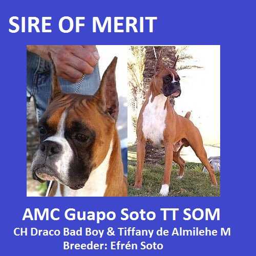 GUAPO (SOTO)