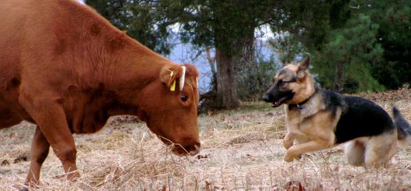 CH PT'D Appleridges J Platinum Sky