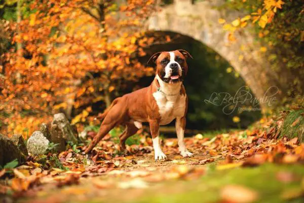 Rican dog's G'red pearl