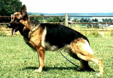 VA Zello von der Holzheimer Linde