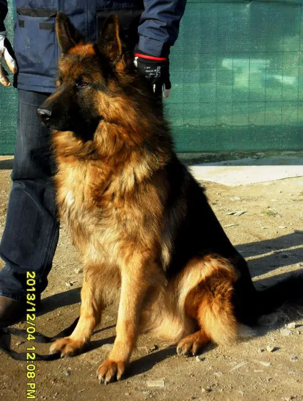 WILSON von HAUS GALLI