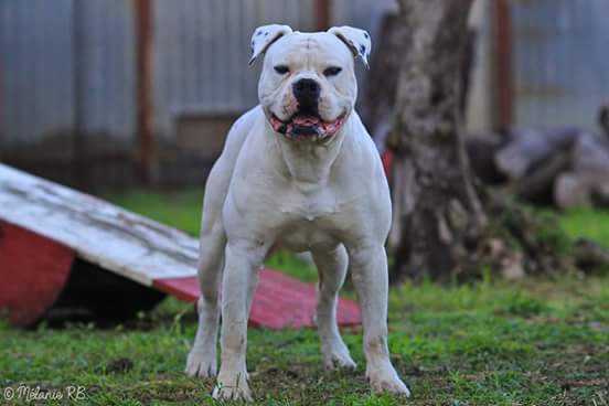 Ch. ABNA, Champion Europe ABNA bully 2015 Icy de la Kamy Toon's