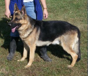 Ray-Ann's Sir Jackson